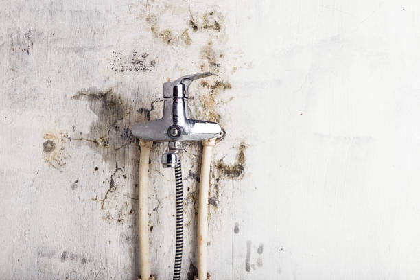 Best Localized Mold Remediation (e.g., coastal areas, humid climates) in Lafayette, TN
