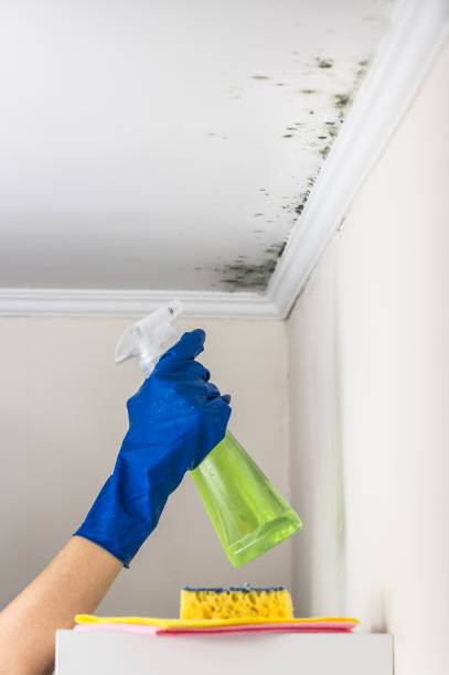 Best Commercial Mold Remediation in Lafayette, TN